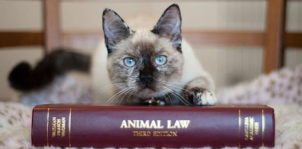 චීනයේ වනජීවීන් නීතිය සංශෝධනය කිරීමට යයි