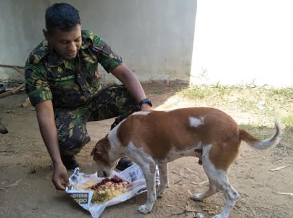 STF සත්ව කරුණාව