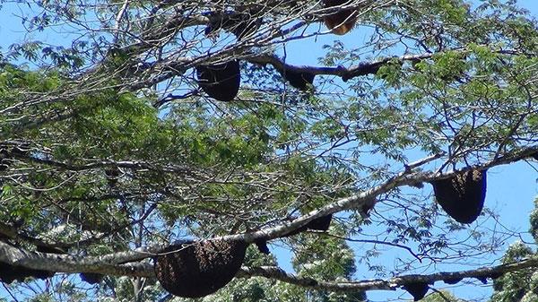 එල්බඩ විදුහලට බඹර ප්‍රහාරයක්