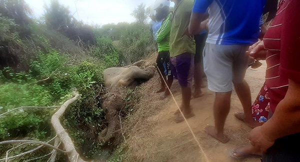 වන අලියෙකු ඝාතනය කරයි