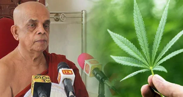 කංසා වගාව නීති ගත කරන්න සුදානමක්