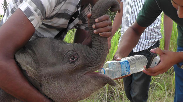 මව් තුරුලෙන් ගිලිහී අතරමං වූ අලි පැටවා