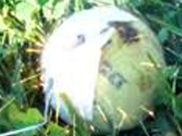 තිණියාවල පොලිස් නිළධාරින්ට හක්ක පටස් ප්‍රහාරයක්