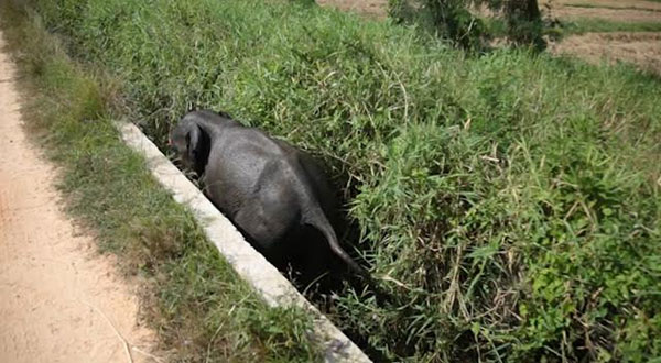 අලි පැටියෙකු දම්වැල් මංකඩ කොන්ක්රීට් ඇළට වැටෙයි