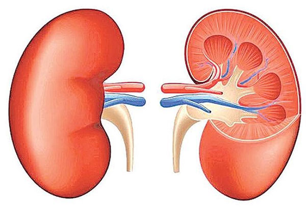 වැඩිම වකුගඩු රෝගින් මැදවච්චියෙන් වාර්තා වෙයි