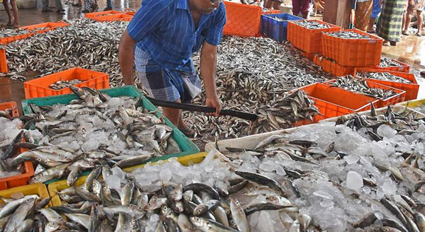 හැටන් නගරයේ මාලු වෙලදසැල් වසා දමයි – සේවකයන් නිරෝධානයට