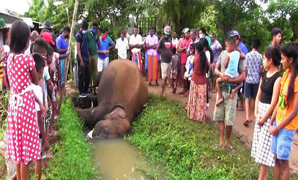පොලොන්නරුව වන ජීවී කලාපය තුළ 43 වන අලි මරණය වාර්තාවෙයි
