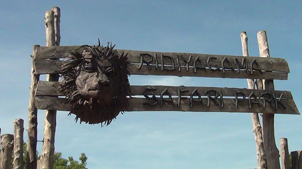 රිදියගම සෆාරි උද්‍යානය තුළදී සිංහ දේනුවක් පැටවුන් තිදෙනෙකු බිහි කරයි