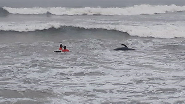 පානදුර වෙරළට ගොඩගැසූ තල්මසුන් සාගරයට මුදාහැරේ