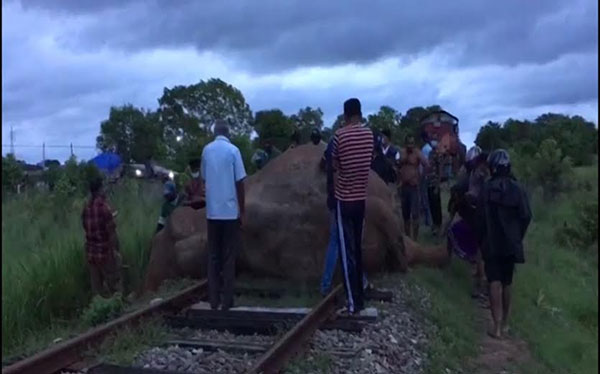 ඉන්ධන දුම්රියකට අලියෙකු ගැටී මියයයි