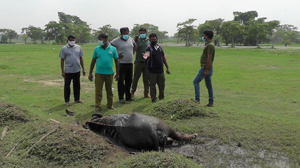සොරුවිල විල්ලුව හඳුනා නොගත් රෝගයකින් ගවයින් 25ක් මරුට