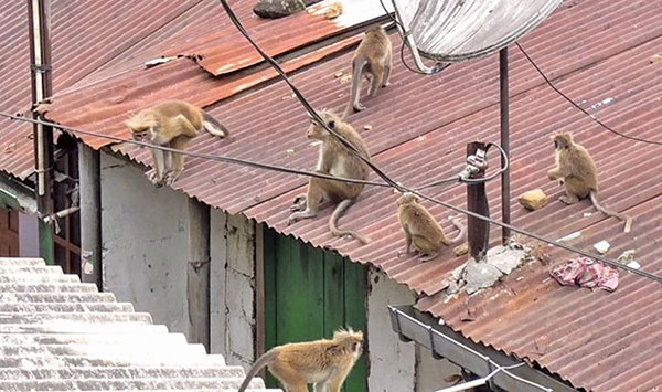 අඹගමුවට රිලා කරදර