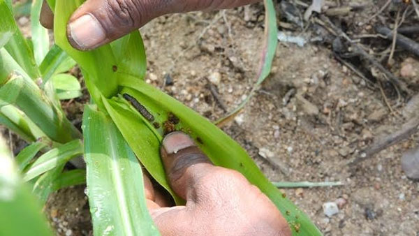 අක්කර 3000ක බඩ ඉරිගු වගාවට සේනා ප්‍රහාරයක්