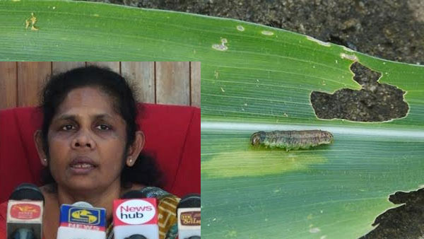 සේනා දළඹුවා දුටු පමණින් කෘමිනාශක යෙදීම අනවශ්‍යයි