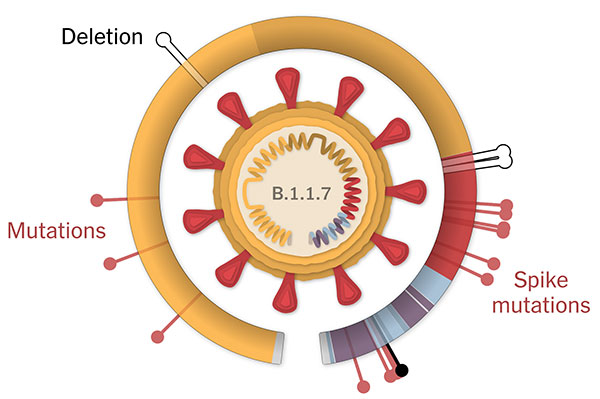 කොරෝනා B 117 අමෙරිකාවේ සීඝ්‍රයෙන් ව්‍යාප්ත වෙයි