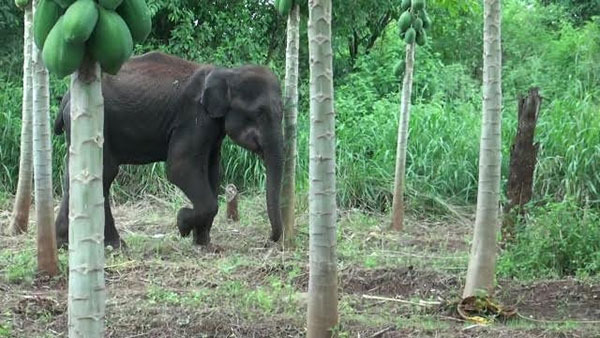 හක්ක පටස් කෑ අලියෙකු නිසා ගම්වාසීන්ගේ දෛනික වැඩවලට බධා