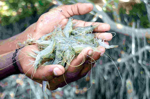 ඉස්සන් හා පොකිරිස්න් කොටු නොකර කොටු කරයි!