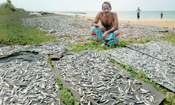 ලංකාවේ ආනයන තහනම නිසා තමිල්නාඩුවේ කරවල ගොඩගැසේ