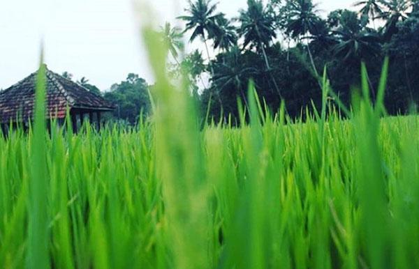 paddyfield