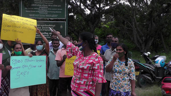 පොලොන්නරුව බීජ ගොවිපල ඉදිරිපිට උද්ඝෝෂණයක්