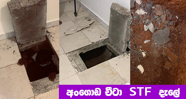 අංගොඩ චීටා STF දැලේ