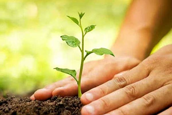 පැළ සිටුවීමේ නැකත අද