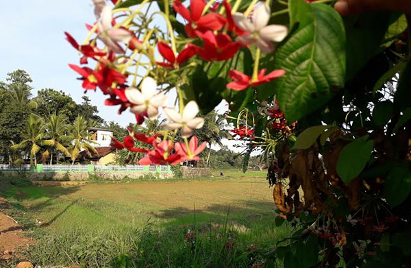 සිරිලක මුල්ම සම්බා කෙතේ කතාව