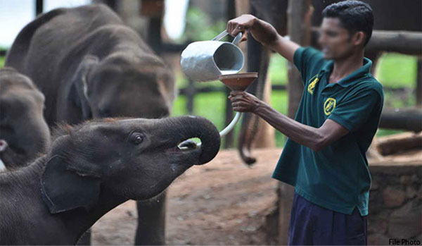 එන්නත් නැති වනජීවී නියාමක නිලධාරීන් වැඩ වැරුමකට