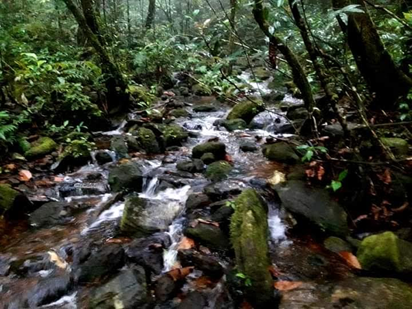 සිරිපා හිමයේ සැඟවුණු සමන් දෙවියන්ගේ පලතුරු උයන