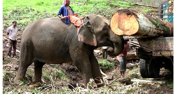 හීලෑ අලි ඇතුන් රජයට වඩා පෞද්ගලික අංශය සතු වෙයි