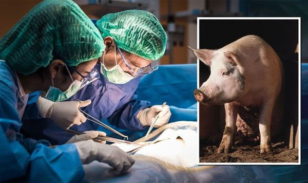 pig