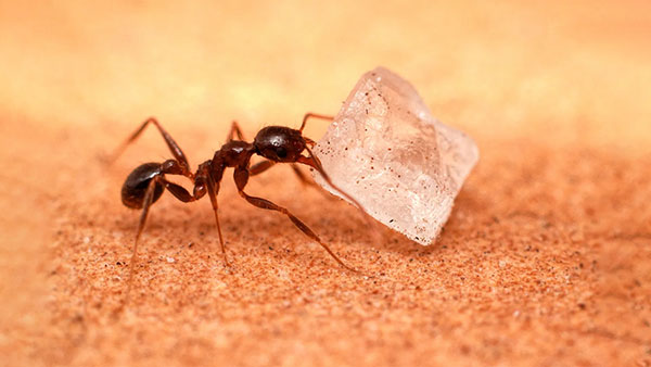 sugar-ants