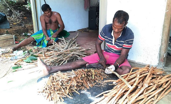 කුරුඳු වවන්නේ අපි ලාභ ලබන්නේ වෙළෙන්දෝ