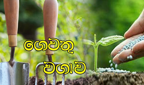 තම තමන්ගේ ගෙවත්තේ කුමක් හෝ බෝග කිහිපයක් පැල කර ගන්න