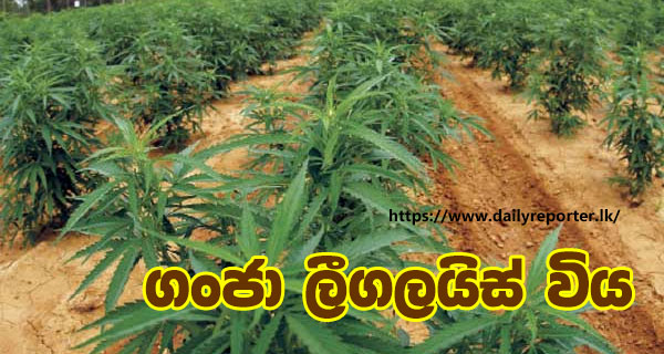 ගංජා ලීගලයිස් විය