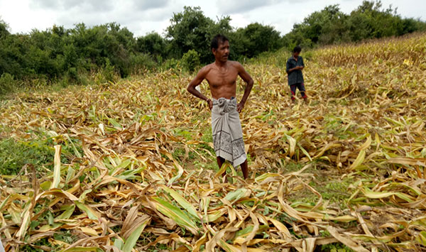 ආහාර හිගයක් අනිවාර්යයි