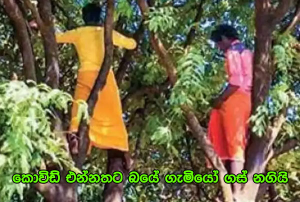 කොවිඩ් එන්නතට බයේ ගැමියෝ ගස් නගියි