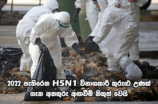 2022 පැතිරෙන H5N1 විනාශකාරී කුරුළු උණක් ගැන අනතුරු අඟවීම් නිකුත් වෙයි