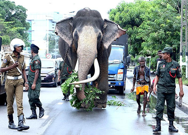 “නැදුන්ගමුවේ රාජා” දැයෙන් සමුගනියි