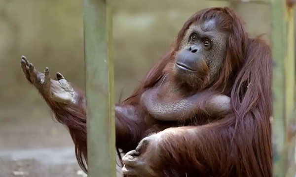 dehiwala-zoo