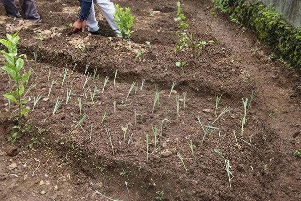 ගෙවතු වගා ප්‍රවර්ධන වැඩ සටහනක්