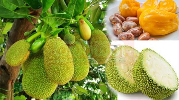 jackfruit