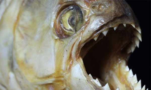 fish