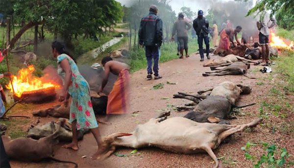 cowdead