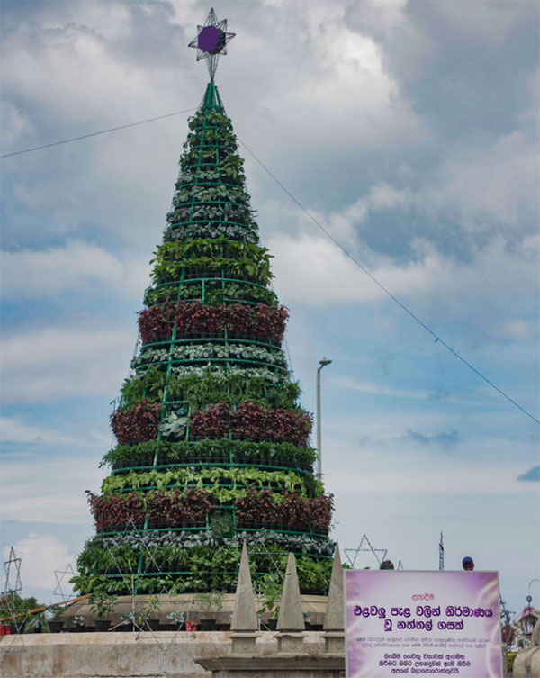 ගාලුමුවදොර එළවළු නත්තල් ගස