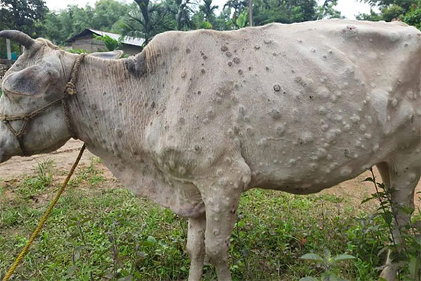 ගව වසූරිය නැවතත්