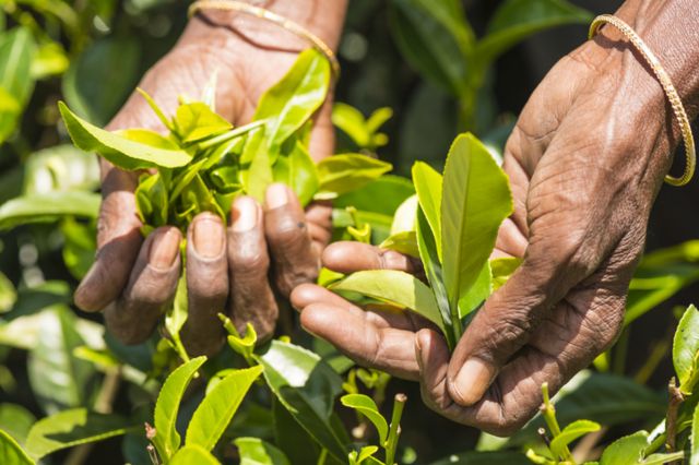 අද හාම්පුත්තු විස්කි බීලා බජව් දාන්නෙත් ‘මාස්ටර් සර්’ සිංදුව කියාගෙන