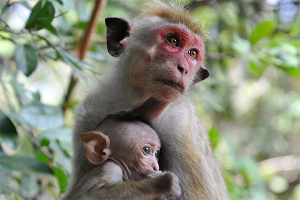 රිලවියන්ට ලූපයක්; දානපතියන්ගේ සහය පතයි