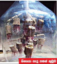Vesak lantern rotating in a bottle