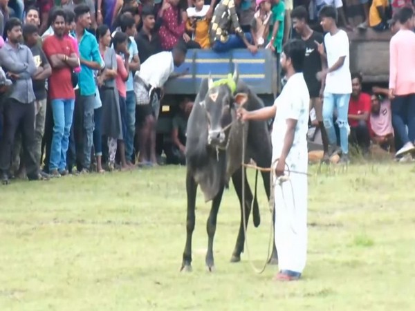 Sampur Jallikattu